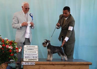 "Luna" (By Shazzam Of Oz First Knight X Shazzam Of Oz Time To Love). Bred by Tanya Myers, own and shown by Daniel Acevedo (Columbia)