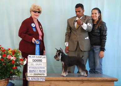 "Maximiliano" (by Mtn High Once Upon A Time X Shazzam Of Oz Sardo) Bred by Tanya Myers, own ans shown by Daniel Acevedo (Columbia)