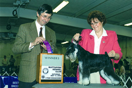 Carron's let freed Ring- "Ringer" (by Shazzam Of Oz Custome Made X Camron I'm A Lulu), bred by Tanya myers and Carol ann Meitzler, own and shown by Carol Ann Meitzler