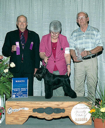 Estrada's Shazzam Mountain Brook (by Shazzam of Oz Custom Made X Mnt High Night Fligh). Bred by Tanya Myers, own by Katren Estrada.