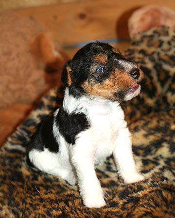 Zippy X Sasha litter,male #1 FOX TERRIER