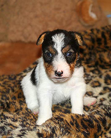 Zippy X Sasha litter,male #2 FOX TERRIER
