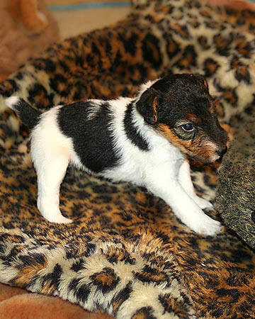 Zippy X Sasha litter, female #1 FOX TERRIER