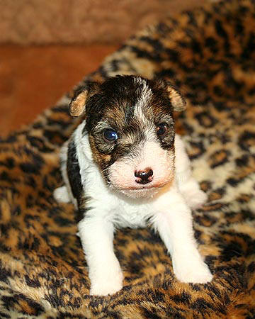 Zippy X Sasha litter, female #2 FOX TERRIER