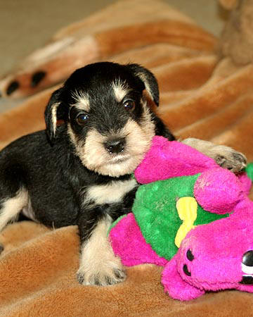 Cassandra X Timmy litter, B/S male