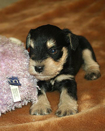 Cassandra X Timmy litter, B/S male