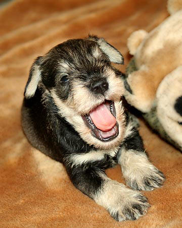 Cassandra X Timmy litter, S/P male