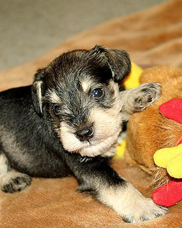 Cassandra X Timmy litter, S/P male