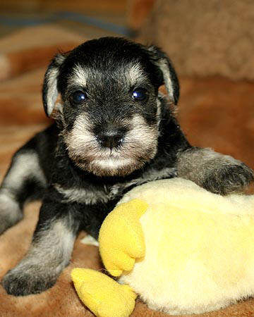 Cassandra X Timmy litter, S/P male