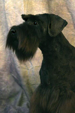 Shazzam Of Oz Quintessential (from Shazzam Of Oz Custome Made X Mnt High Night Jasmine)