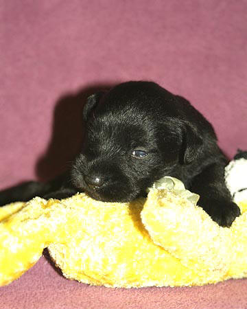 Timmy X Quincy litter, Black male