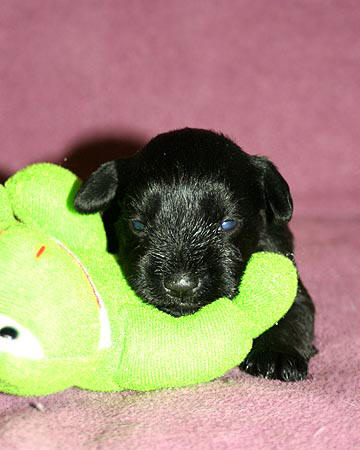Timmy X Quincy litter, black male.