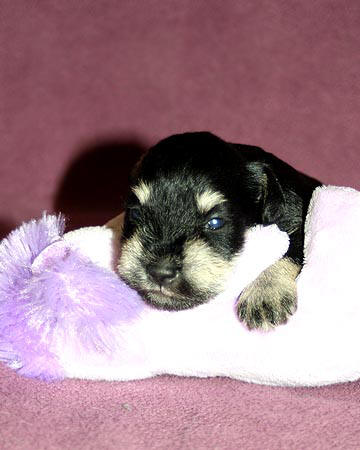Timmy X Quincy litter, B/S male