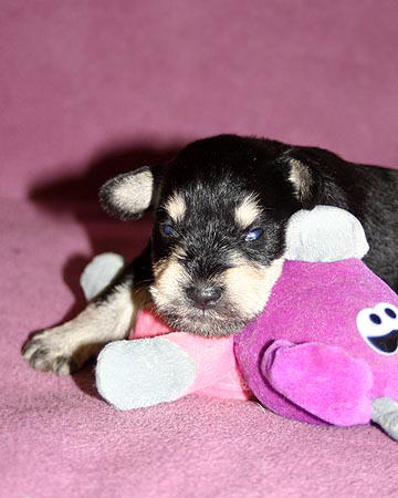 Timmy X Quincy litter, B/S male