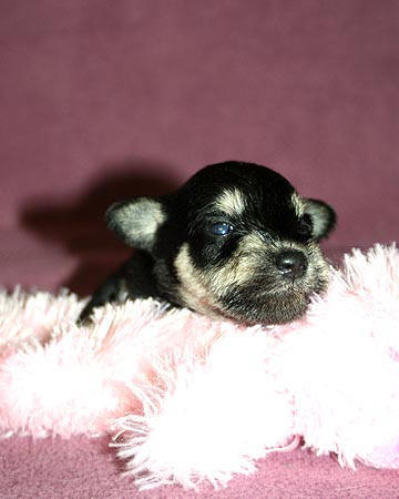 Timmy X Quincy liter, B/S female